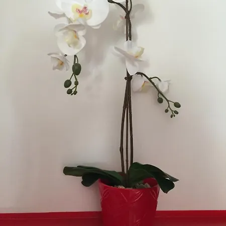 Le Stanze Di Raffaello Frühstückspension Rom